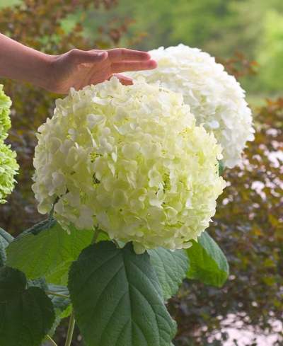 Hydrangea arborescens Incrediball